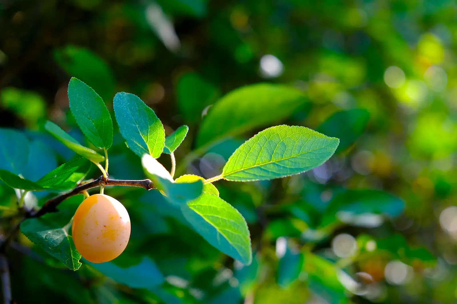 Reife Mirabelle an einem Zweig mit hellgrünen Blättern
