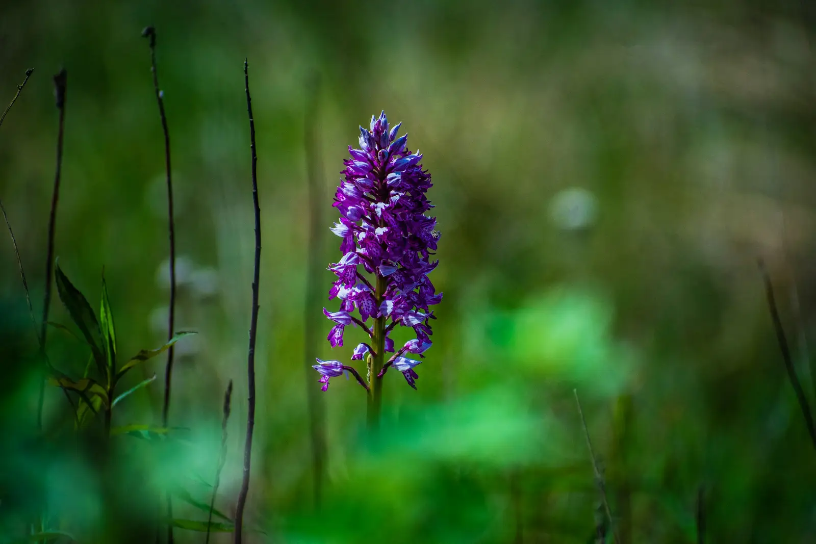Wilde Orchidee mit violetten Blüten in einer Wiese