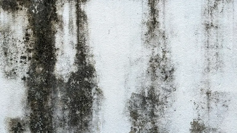 Schimmelbefall an einer feuchten Wand