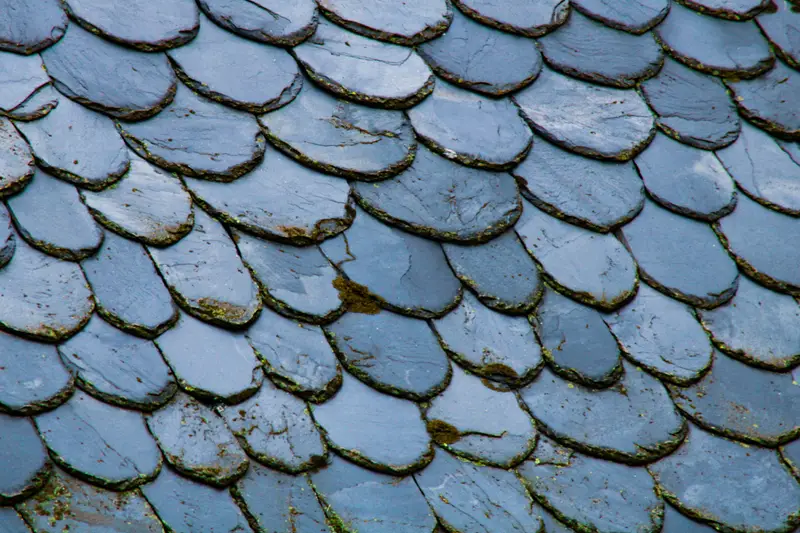 Schieferdach in Schuppendeckung, nass vom Regen, Nahaufnahme